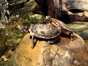 How Do Pond Turtles Survive the Winter? - Splash Supply Company