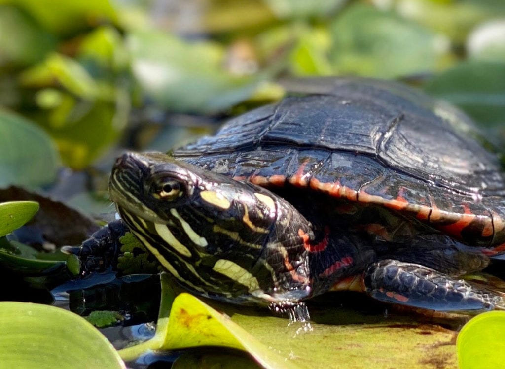 turtle outside horizontal