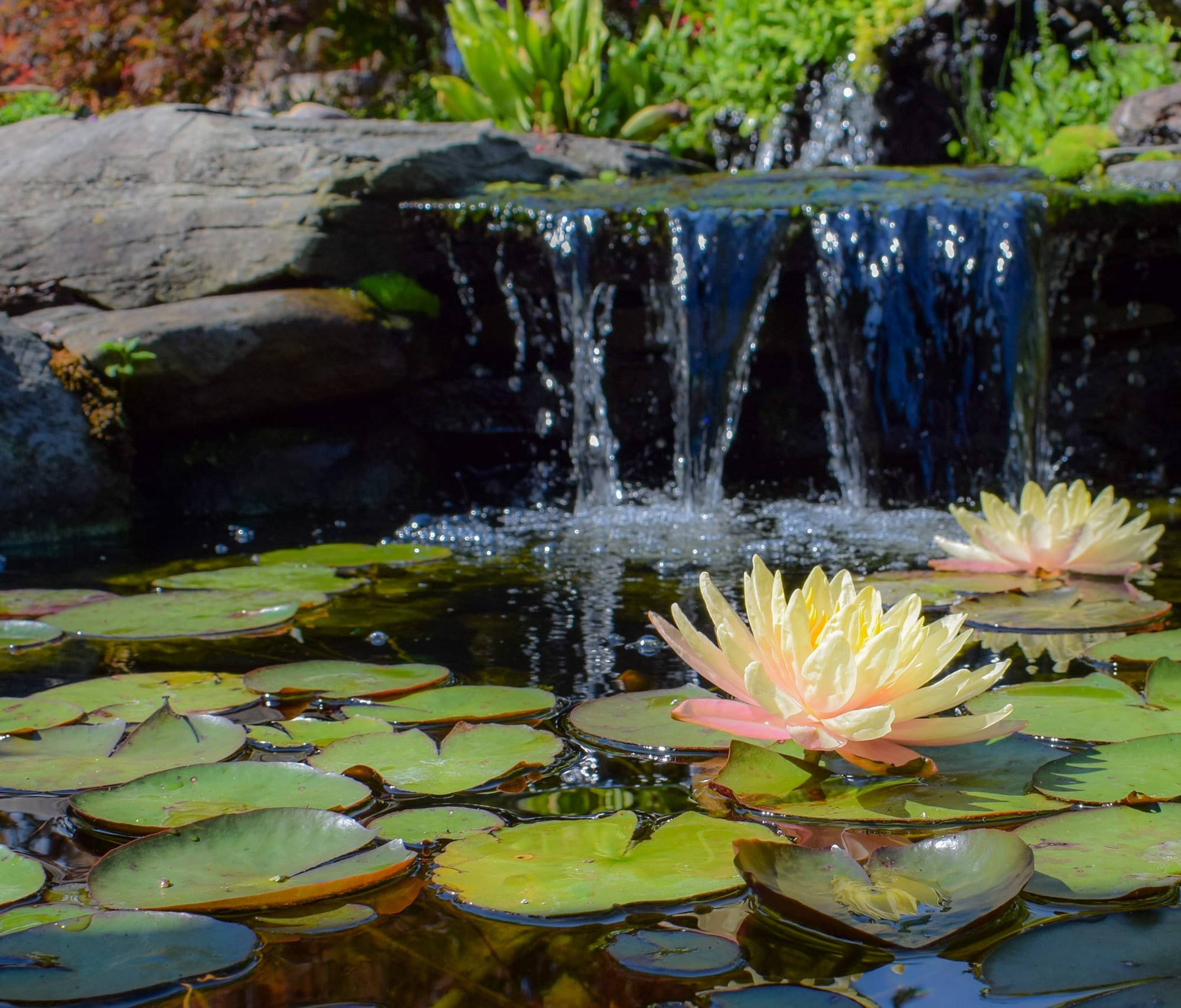 When Will My Pond Waterlilies Bloom? Splash Supply Company